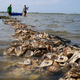 Volunteers create new oyster reef and provide shoreline protection using shells from Galveston Bay Foundation’s Oyster Shell Recycling Program at Sweetwater Preserve in Galveston, Texas.